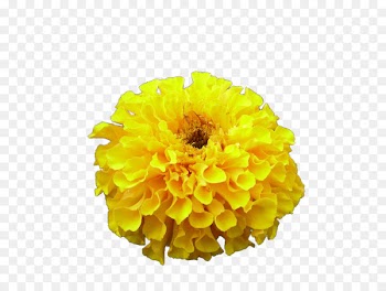 Cut flowers Chrysanthemum Naver Blog Portable Network Graphics - artificial flowers 