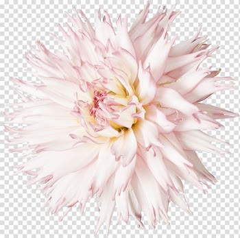 Cut flowers Dahlia , Euclidean flower transparent background PNG clipart