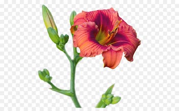 Cut flowers Daylily Blossom Petal - flower 