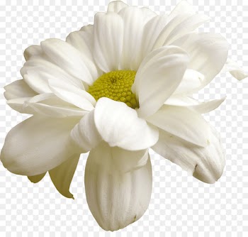 Cut flowers Easter Clip art - white flowers 