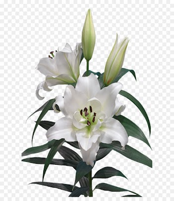 Cut flowers Easter lily Lilium candidum Oriental Hybrids - flower 