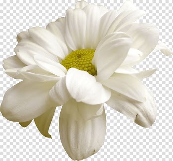 Cut flowers Easter , white flowers transparent background PNG clipart
