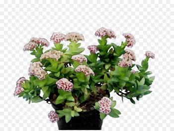 Cut flowers Floral design Annual plant -  