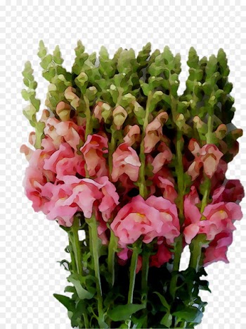 Cut flowers Floral design Flower bouquet Annual plant -  