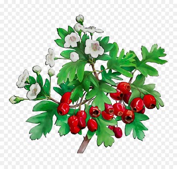 Cut flowers Floral design Fruit -  
