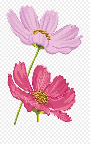 Cut flowers Floral design Garden Cosmos Image - flower 