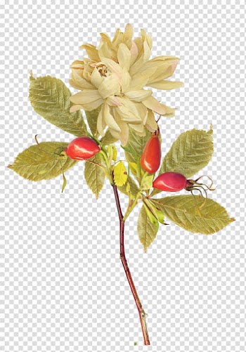 Cut flowers Floral design Graphic design, autumn transparent background PNG clipart