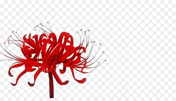 Cut flowers Floral design Graphics -  