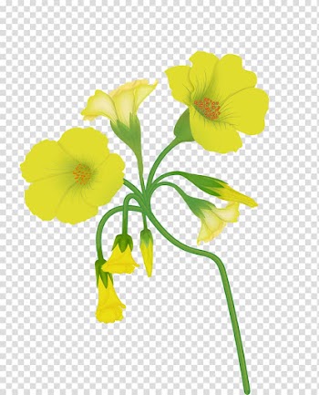 Cut flowers Floral design Painting, watercolor flowers blush transparent background PNG clipart