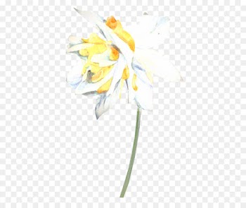 Cut Flowers, Floral Design, Plant Stem, Flower, Yellow PNG