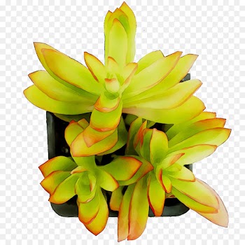 Cut flowers Floristry Yellow Plant stem -  