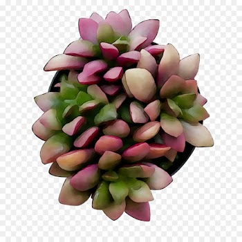 Cut flowers Flower bouquet -  