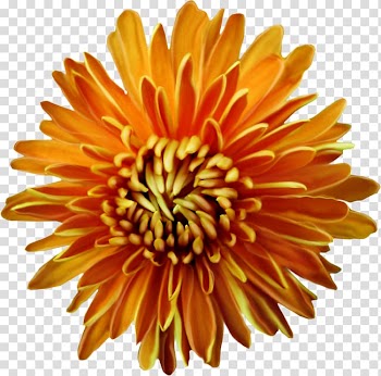 Cut flowers Flower bouquet , flower transparent background PNG clipart