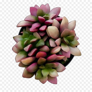 Cut flowers Flower bouquet Pink M -  