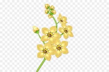 Cut Flowers, Flower, Floral Design, Yellow PNG