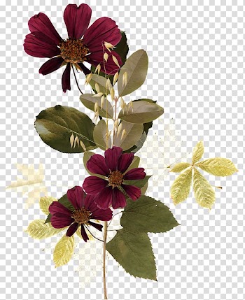 Cut flowers, flower transparent background PNG clipart
