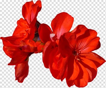 Cut flowers Flowering plant Petal, flower transparent background PNG clipart