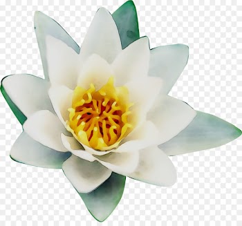 Cut flowers Flowering plant Plants -  