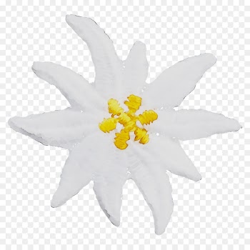Cut flowers Flowering plant Plants -  