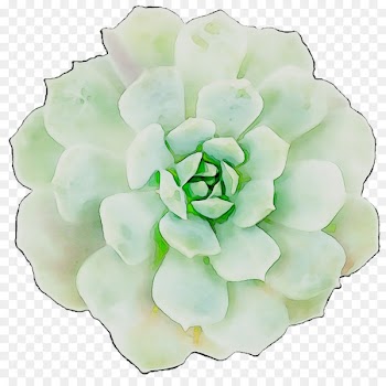 Cut flowers Flowering plant Plants -  