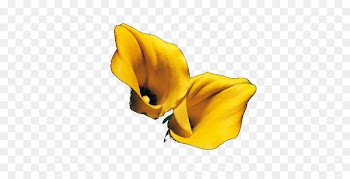 Cut flowers Flowering plant Plants - classification poster 