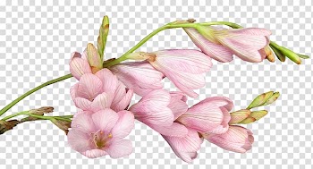 Cut flowers Gift Patinha INN Christmas, white roses transparent background PNG clipart
