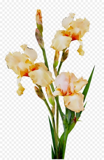 Cut flowers Gladiolus Floral design Plant stem Canna -  