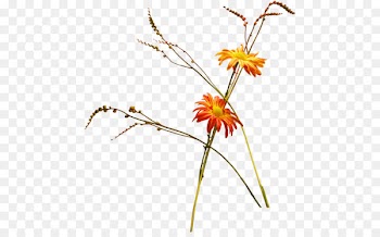 Cut flowers Ikebana Floral design Kenzan - reflet background 