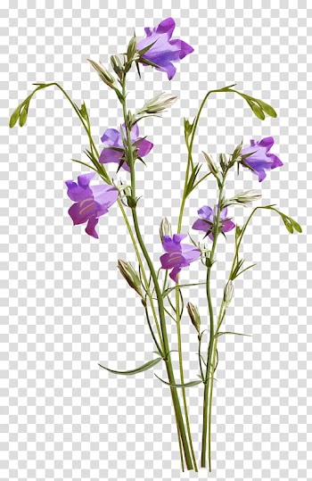 Cut flowers Lavender Watercolor painting, flower transparent background PNG clipart