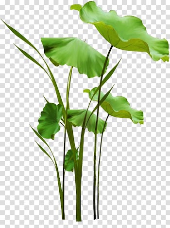 Cut flowers Leaf vegetable Herb Plant stem, Leaf transparent background PNG clipart