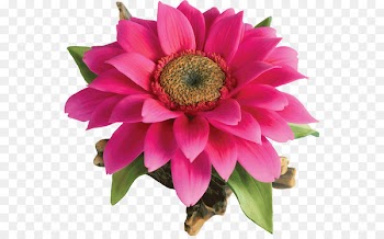 Cut flowers Magenta Annual plant Flowering plant - pretty flower 