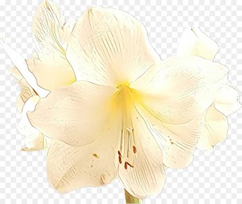 Cut Flowers, Moth Orchids, Orchids, Flowering Plant, White PNG
