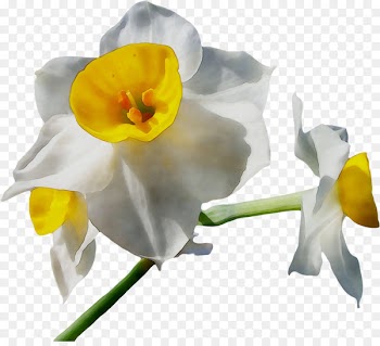 Cut flowers Moth orchids Plant stem Narcissus -  