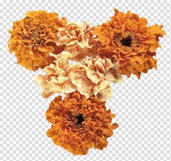 Cut flowers Orange , autumn transparent background PNG clipart