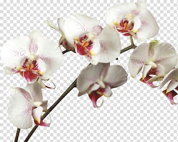 Cut flowers Orchids Poppy Petal, beautiful orchid frame transparent background PNG clipart