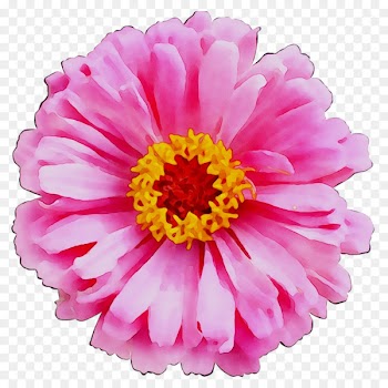 Cut flowers Paper Petal Transvaal daisy -  