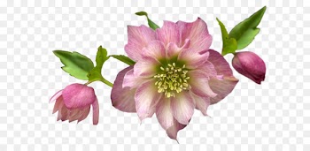 Cut flowers Petal - flower 