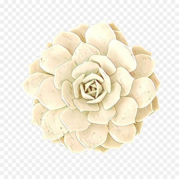 Cut Flowers, Petal, Flower, White PNG