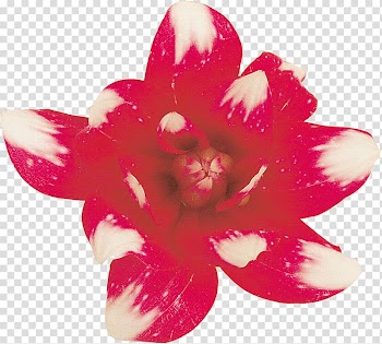 Cut flowers Petal Lilium, autumn transparent background PNG clipart