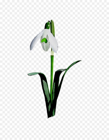 Cut flowers Petal Plant stem Plants -  