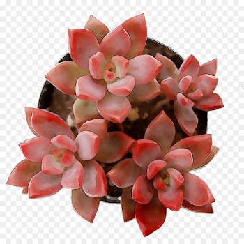 Cut flowers Pink M RTV Pink -  