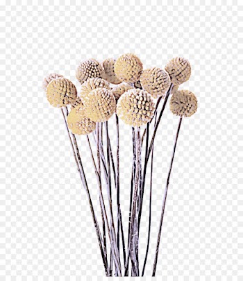 cut flowers plant flower pom-pom
