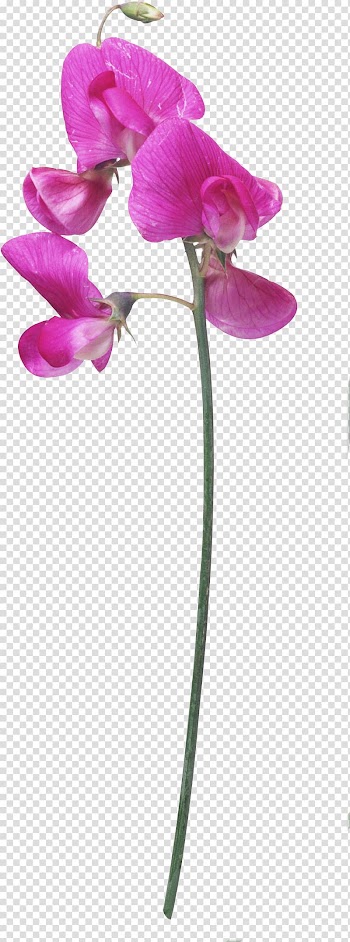 Cut flowers Plant stem Animation, kaya scodelario transparent background PNG clipart