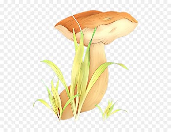 Cut Flowers, Plant Stem, Arum Lilies, Plant, Botany PNG