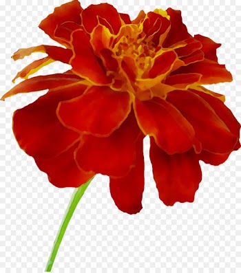 Cut flowers Plant stem Carnation Peony Annual plant -  