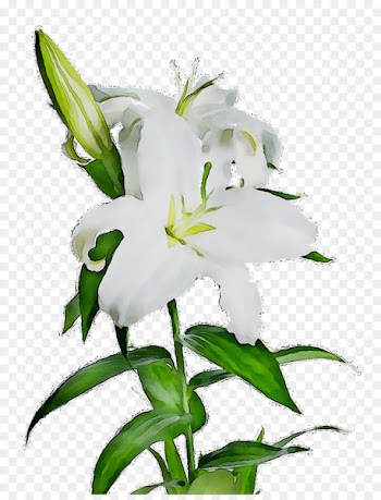 Cut flowers Plant stem Daylily Plants -  