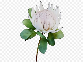Cut flowers Plant stem Flowering plant Plants -  