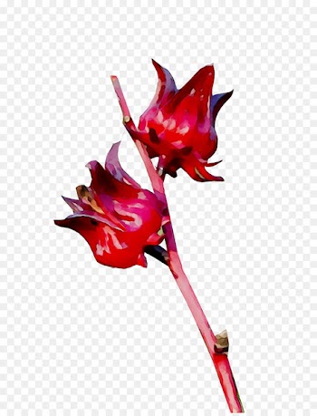 Cut flowers Plant stem Flowering plant Plants -  