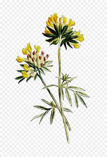 Cut flowers Plant stem Herbaceous plant Subshrub -  