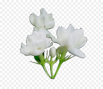 Cut flowers Plant stem Rose Herbaceous plant -  